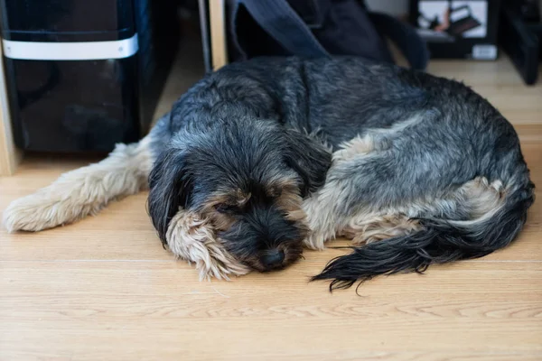 Σκύλος Τρέχει Γύρω Από Ναυπηγείο Στο Σπίτι Φιλοξενεί Ζώα Έναν — Φωτογραφία Αρχείου