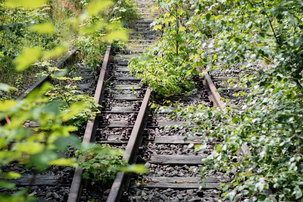 Oude Spoorlijnen Begroeid Met Bomen Vergeten Spoorlijn Seizoen Van Zomer — Stockfoto