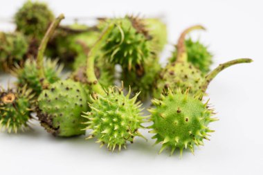 Beyaz bir masanın üzerinde yatan genç kestane. Küçük kestane meyve kabuğu. Açık renkli.