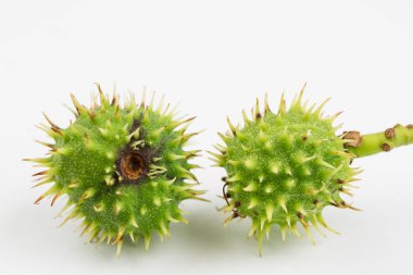 Beyaz bir masanın üzerinde yatan genç kestane. Küçük kestane meyve kabuğu. Açık renkli.