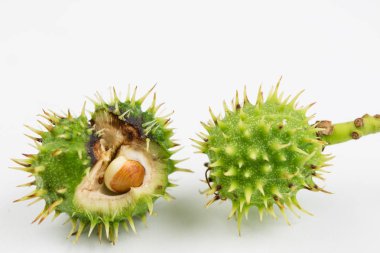 Beyaz bir masanın üzerinde yatan genç kestane. Küçük kestane meyve kabuğu. Açık renkli.