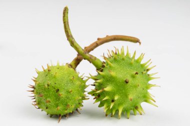 Beyaz bir masanın üzerinde yatan genç kestane. Küçük kestane meyve kabuğu. Açık renkli.