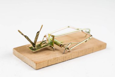 Bir fare kapanı ve üzerine oturan bir kelebek. Metafor için böcek tuzak. Beyaz arka plan.