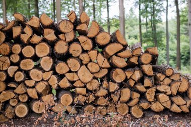 Kızılağaç ahşap kesme günlükleri yığılmış. Dışa aktarma için hazırlanan fırın ateş için odun. Yaz sezonu.
