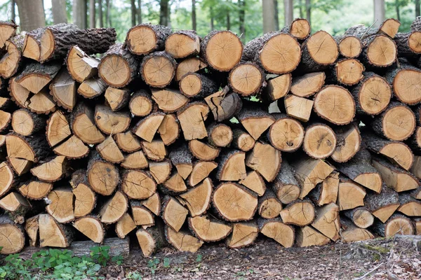 アルダー材の切口の丸太が積まれて 木材輸出のオーブンで焼成 夏の季節 — ストック写真