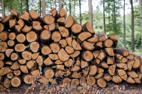 Kızılağaç ahşap kesme günlükleri yığılmış. Dışa aktarma için hazırlanan fırın ateş için odun. Yaz sezonu.