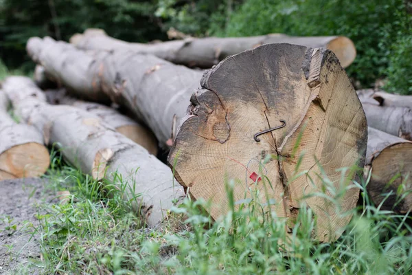 Ahşap günlükleri için kullanılan zımba. Aksesuar ahşap ormandaki güvenlik altına alma. Bahar mevsimi.