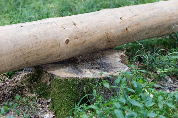 Ontstond Logboek Van Hardhout Het Forest Gesneden Boom Export Uit — Stockfoto