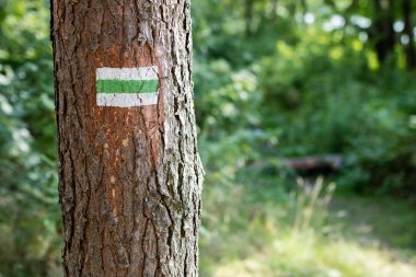 Ormandaki bir ağaç üzerinde bir işaret yaptı. Turist güzergahı işaretleme. Yaz sezonu.