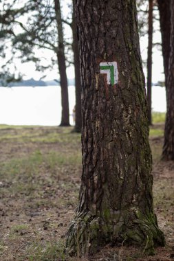 Ormandaki bir ağaç üzerinde bir işaret yaptı. Turist güzergahı işaretleme. Yaz sezonu.