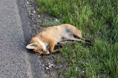 A fox killed by a car at an asphalt road. Dead forest animals by the roads. Season of the summer. clipart