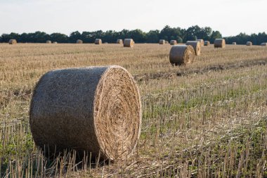 Sheaves alanında düzenlenmiş saman. Hasat sırasında iş. Yaz sezonu