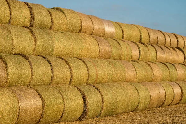 フィールドに配置された藁の束 収穫中の仕事 夏の季節 — ストック写真