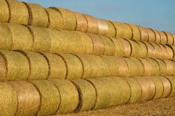 Strohgarben Auf Dem Feld Arbeit Die Während Der Ernte Geleistet — Stockfoto