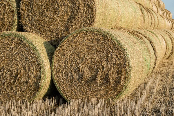 Sheaves Straw Arranged Field Work Done Harvest Season Summer — Stock Photo, Image