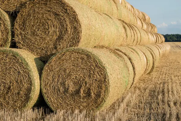 Hojas Paja Dispuestas Campo Trabajo Realizado Durante Cosecha Temporada Del — Foto de Stock