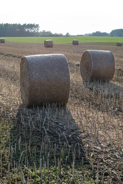 Hojas Paja Dispuestas Campo Trabajo Realizado Durante Cosecha Temporada Del — Foto de Stock