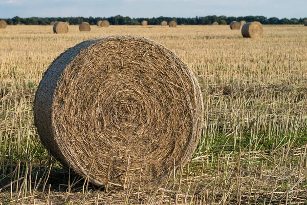 Hojas Paja Dispuestas Campo Trabajo Realizado Durante Cosecha Temporada Del — Foto de Stock