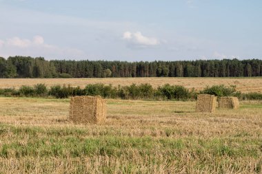 Sheaves alanında düzenlenmiş saman. Hasat sırasında iş. Yaz sezonu