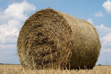Bardağı taşıran damla mowed boş bir alan üzerinde. Yuvarlak sheaves saman anız üzerinde. Yaz sezonu.