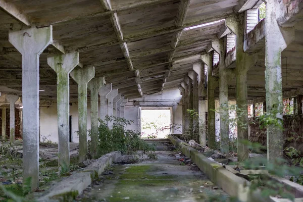 Ferme Etat Détruite Europe Centrale Ruines Bâtiments Ferme Saison Été — Photo