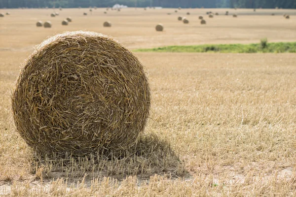 Ceifou Palha Num Campo Vazio Bainhas Redondas Palha Palha Temporada — Fotografia de Stock