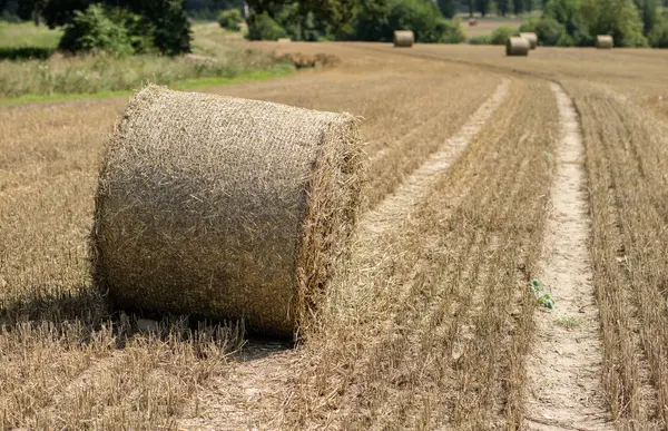 Ceifou Palha Num Campo Vazio Bainhas Redondas Palha Palha Temporada — Fotografia de Stock