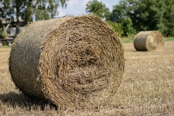 Mowed Straw Empty Field Sheaves Straw Stubble Season Summer — Stock Photo, Image