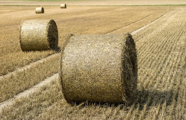 Ceifou Palha Num Campo Vazio Bainhas Redondas Palha Palha Temporada — Fotografia de Stock