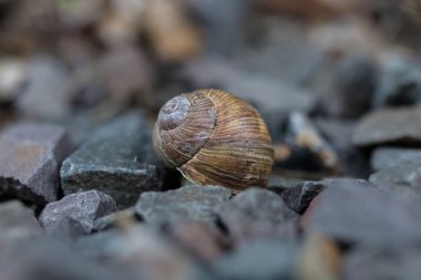 Taşlı zeminde salyangoz kabuğu. Yumuşakçaların renkli kabukları. Yaz mevsimi.
