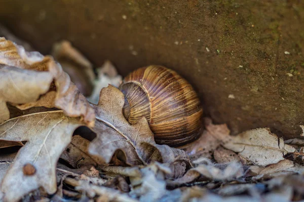 Snail Shell Stony Ground Colorful Shells Molluscs Season Summer — Stock Photo, Image