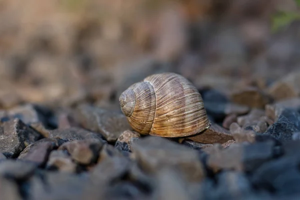 Snail Shell Stony Ground Colorful Shells Molluscs Season Summer — Stock Photo, Image