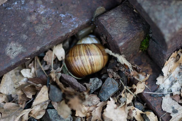 Snail Shell Stony Ground Colorful Shells Molluscs Season Summer — Stock Photo, Image