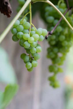 Olgunlaşma Orta Avrupa'da üzüm demet. Meyve şarap üretimi için kullanılan. Yaz sezonu.