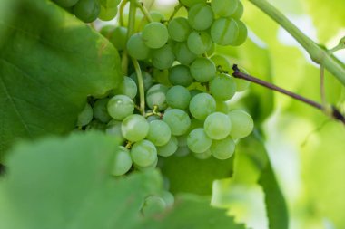 Olgunlaşma Orta Avrupa'da üzüm demet. Meyve şarap üretimi için kullanılan. Yaz sezonu.