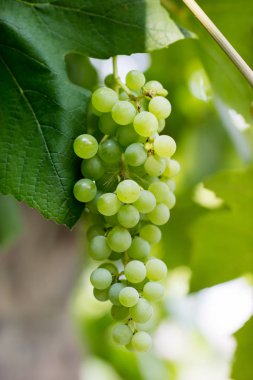 Olgunlaşma Orta Avrupa'da üzüm demet. Meyve şarap üretimi için kullanılan. Yaz sezonu.