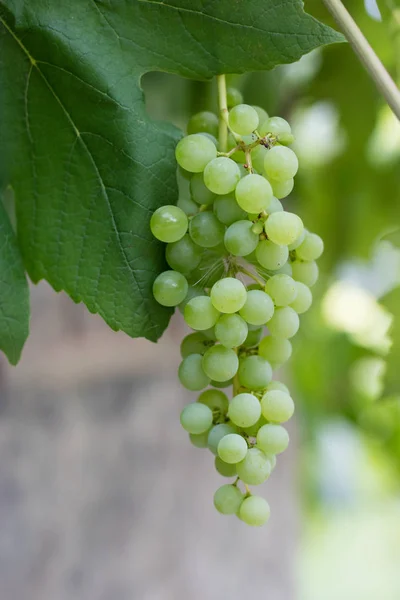 Zrání Hroznů Hroznů Střední Evropě Ovoce Pro Výrobu Vína Sezóna — Stock fotografie