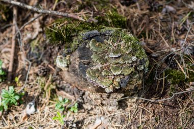 Orman içinde kesilmiş iğne yapraklı ağaç bir sandık. Yok edilen doğa ve orman standı. Yaz sezonu.