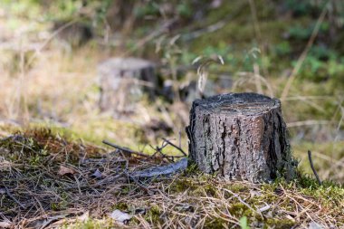 Orman içinde kesilmiş iğne yapraklı ağaç bir sandık. Yok edilen doğa ve orman standı. Yaz sezonu.