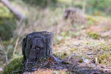 Orman içinde kesilmiş iğne yapraklı ağaç bir sandık. Yok edilen doğa ve orman standı. Yaz sezonu.
