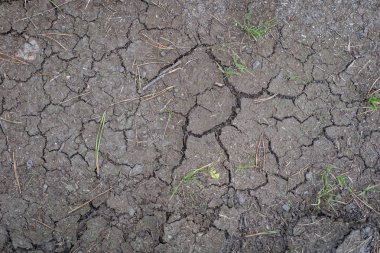 Dünya büyük kuraklık tarafından yok edildi. Su ve kırık dünya eksikliği. Yaz sezonu.