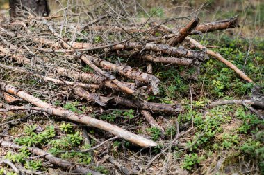 İğne yapraklı orman içinde düzenlenmiş bir şömine için odun. Dalları kesme ağaçlar çam gövde yanındaki düzenlenmiştir. Yaz sezonu.