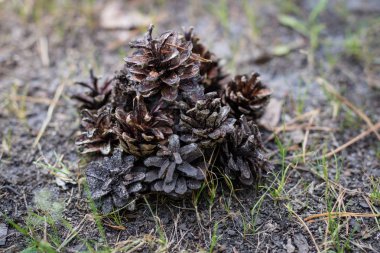 Çam kozalakları ve bir çam ormanı içinde. İğne yapraklı orman orman çalılar. Yaz sezonu.
