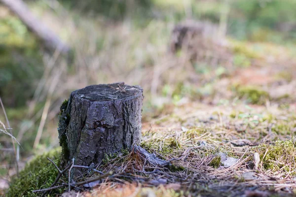 Een Stam Van Gesneden Conifeerachtige Boom Het Bos Verwoeste Natuur — Stockfoto