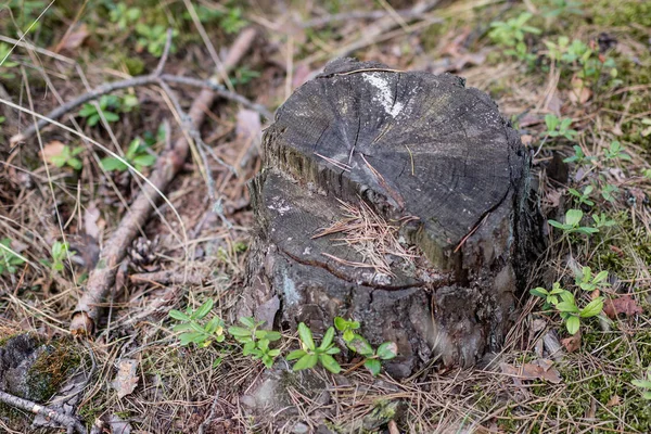 Ένας Κορμός Κομμένα Κωνοφόρων Δέντρων Μέσα Στο Δάσος Καταστράφηκε Βάση — Φωτογραφία Αρχείου