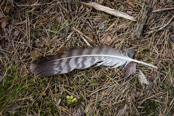 Colorful bird feather in the forest. Plumage of forest birds on pine needles. Season in the forest.