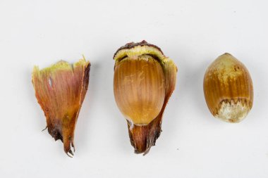 Fındık kabuğu mutfak masasında. Hazel meyve mutfak yemekleri için bir ek olarak. Beyaz arka plan.