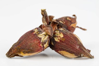 Fındık kabuğu mutfak masasında. Hazel meyve mutfak yemekleri için bir ek olarak. Beyaz arka plan.