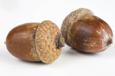 Ağaç tohumu, beyaz bir tablo üzerinde bir meşe aradı. Meşe palamudu yan yana dizilir. Beyaz arka plan.