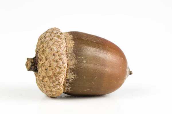 acorn tree seeds acorn tree seeds